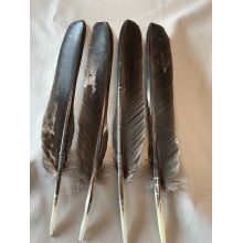 12 grade #1 turkey primary wing feathers, spanish black