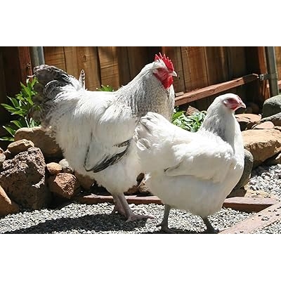 Live Hatching eggs, barn yard mix, Barred Rock, leghorn, black and red sexlink, many buff bantams, Americana, and bearded silkies.