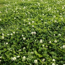 Outsidepride 2 lb. Perennial, Nitrocoated, Inoculated, White Dutch Clover Seed